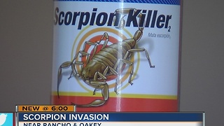 Woman asks for help because of scorpions in her apartment