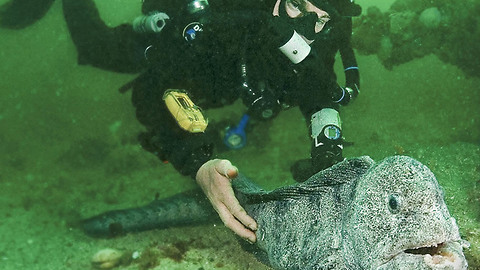 Diver finds a wolf eel posing for photos