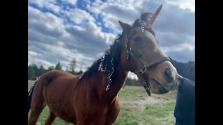 Birthday party for miracle horse after near-death experience