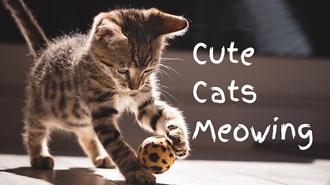 Cute Cats Meowing Call your call and attract your cat - Cats meowing