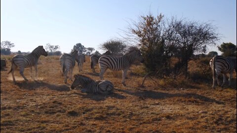 A herd of zebra resting on the ground