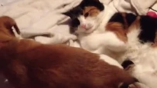 Adorable puppy sits on cats face