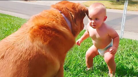 Cute Babies Playing With Dogs Compilation | Baby and Dogs Funny Videos - Dog videos