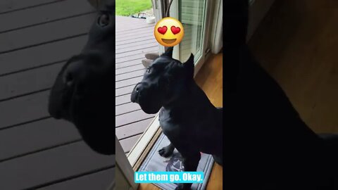 How To Get EYE CONTACT From Your Cane Corso WORKS EVERYTIME! #shorts #dogtraining #viral