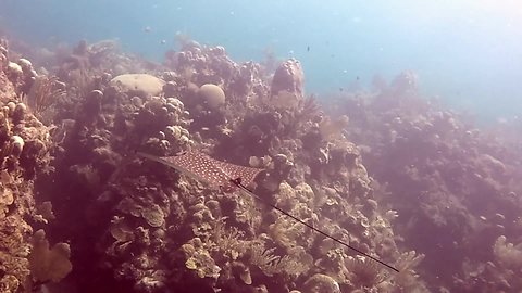 Divers explore the magical underwater world of Roatán, Honduras