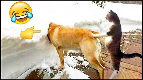 New funny animals😂 the funniest video about cats and dogs🐶😹 Funny Videos