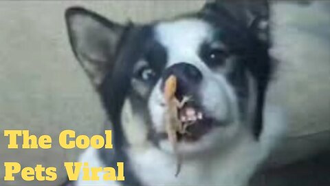 💥The Cool Pets Viral Weekly😂🙃of 2020 | Funny Animal Videos💥👌