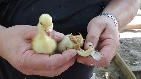 Duckling stuck in shell saved at the last minute