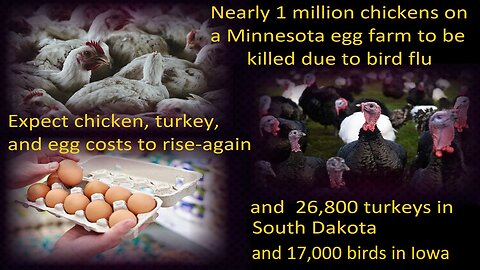 Nearly 1M chickens to be killed in MN, 26,800 turkeys SD & 17,000 Farm in Iowa due to bird flu