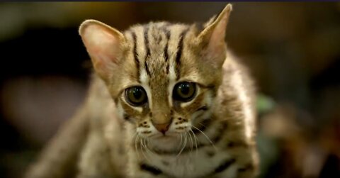The smallest cat species in the world