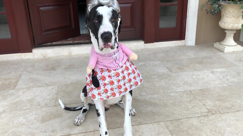 Great Dane Displays Hilarious Grannie Halloween Costume