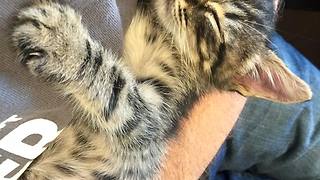 Kitten Miraculously Rescued From Storm Drain After 33 Hours Of Intense Work