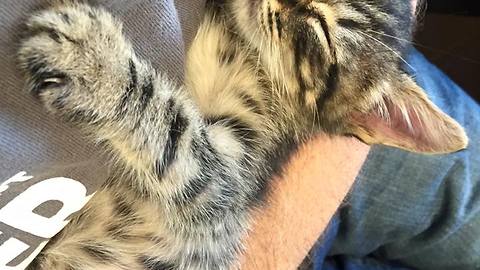 Kitten Miraculously Rescued From Storm Drain After 33 Hours Of Intense Work