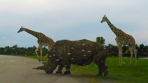 Giraffes & rhinos casually cross road in front of car