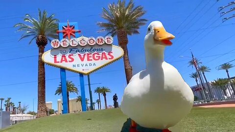 I took my duck to Las Vegas
