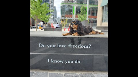 Just My Dog letting 'ME KNOW - is a storm coming?