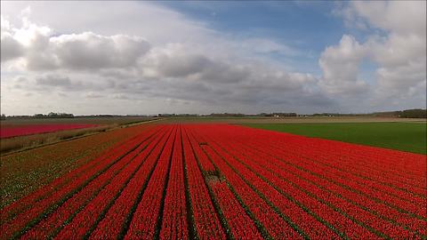 Stunning drone footage captures colorful tulip fields