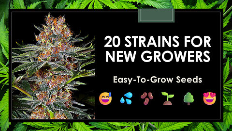 The 20 Best Strains for Beginner Growers: Easy-to-Grow Seeds