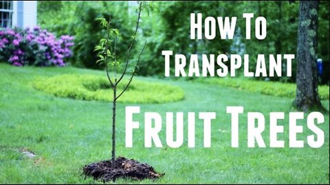 How to Plant Fruit Trees Easy and Mistakes to Avoid
