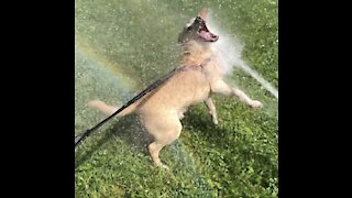 Cute dog doesn’t want to leave park!