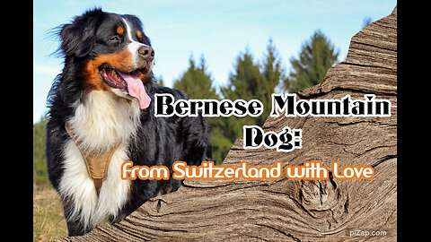 Bernese Mountain Dog From Switzerland with Love
