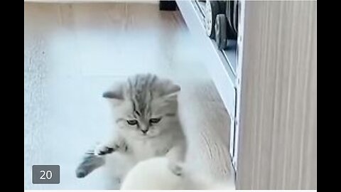funny cute cats & dogs ❤❤❤ viral / funny video / trending / reel