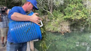 Efforts are underway to restore seagrass habitat for Florida Manatees