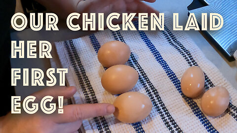 Our Chickens Laid Their First Eggs!