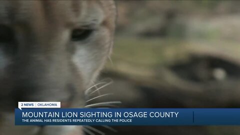 Mountain lion sighting in Osage County