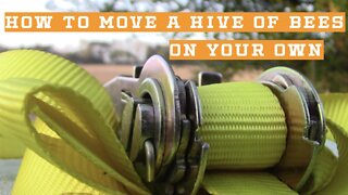 About Beehive Yourself | How To Move A Hive Of Bees On Your Own