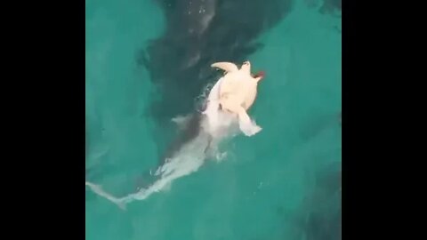 Tiger shark trying to catch a sea turtle at the Florida beach