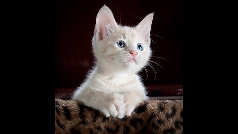 World’s cutest kitten