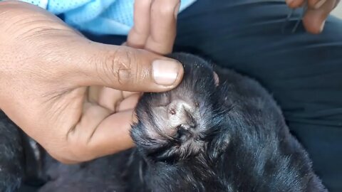 Fleas removal video, Lady removes fleas by Tweezer