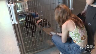 Humane Society of Tampa Bay hosting Valentine's Day pet giveaway
