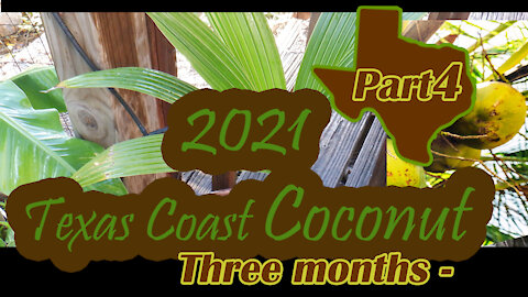 Texas Coast Coconut Palm - Part 4