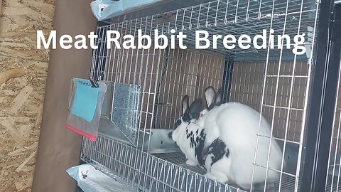 Meat Rabbit Breeding