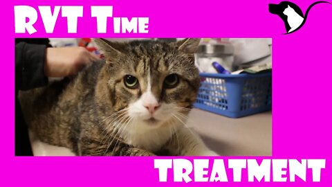 Animal Medical Treatment | RVT Time