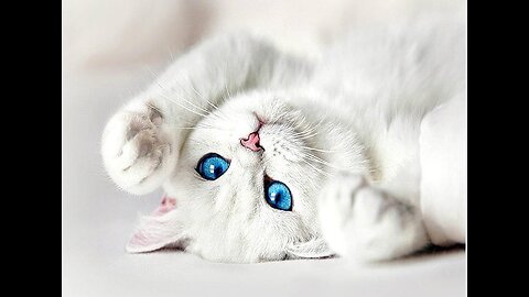 funny cat with blue eyes