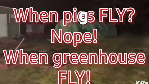 When pigs FLY? NOPE! WHEN GREEN HOUSES