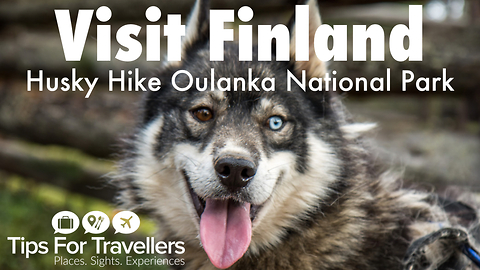 Visit Finland: Hiking with huskies in Oulanka National Park