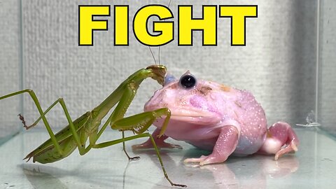 praying mantis trying to eat a frog Pacman frog , African bullfrog【LIVE FEEDING】