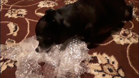 ZANYGEEK - Mina & Her Bubble Wrap - Cute Dog Video