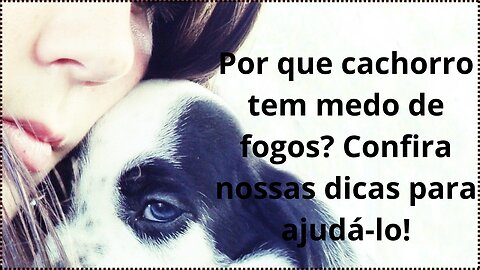 Por que cachorro tem medo de fogos? Confira nossas dicas para ajudá-lo!