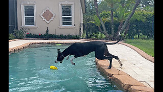 Playful Great Dane Loves To Oink Her Piggy While Swimming