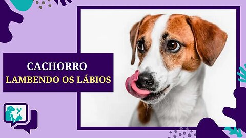 CACHORRO Lambendo os Lábios