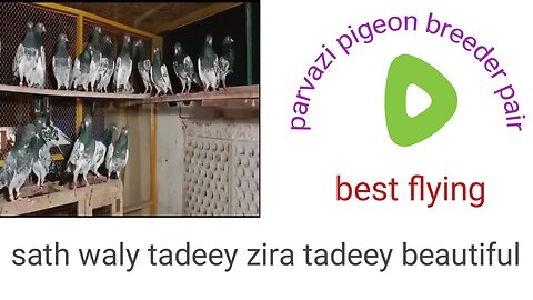 Beautiful pigeon breeder pair best tadeey