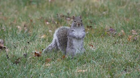 Squirrels Feasting in November