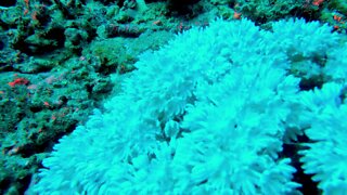 Coral feeding in the ocean current is beautiful and mesmerizing