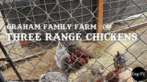 Graham Family Farm: Three Range Chickens