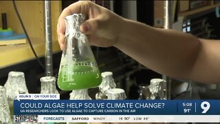 Could algae help solve climate change?